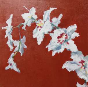 Orchid Love