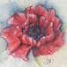Poppy